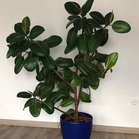 Dunja Apartament
